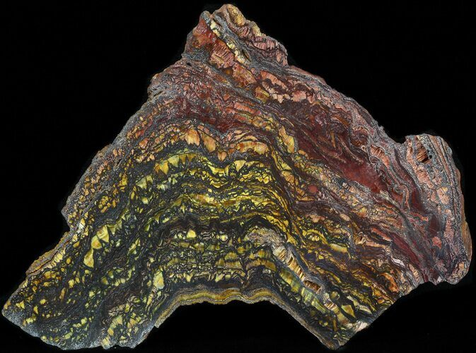 Polished Tiger Iron Stromatolite - ( Billion Years) #42606